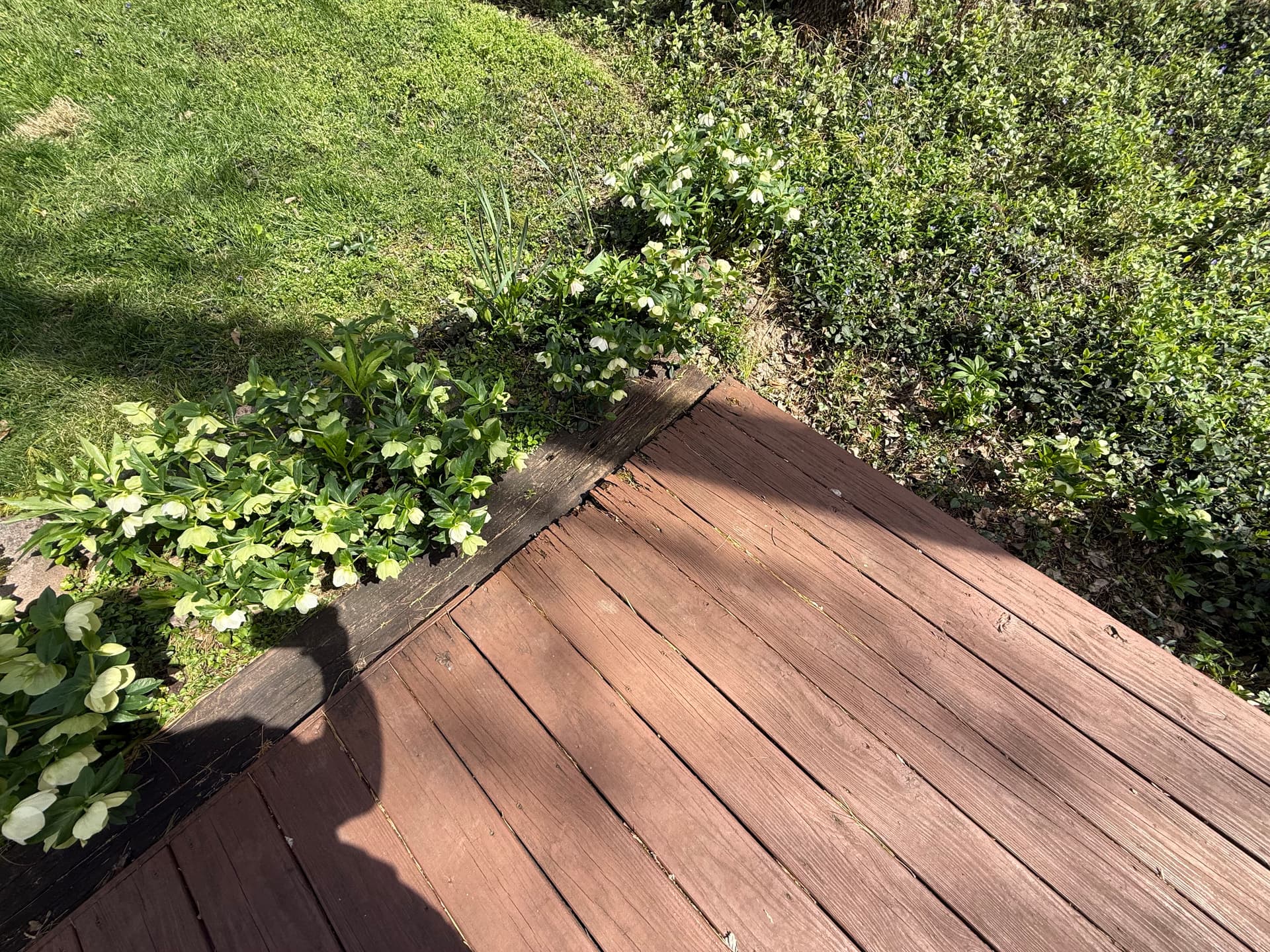 Gallery photos for Deck Board Damage Is a Safety Issue Not Just an Eyesore: Image #1
